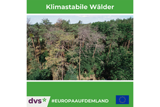 #EuropaAufDemLand: Klimastabile Wälder für die Region Elbe-Elster